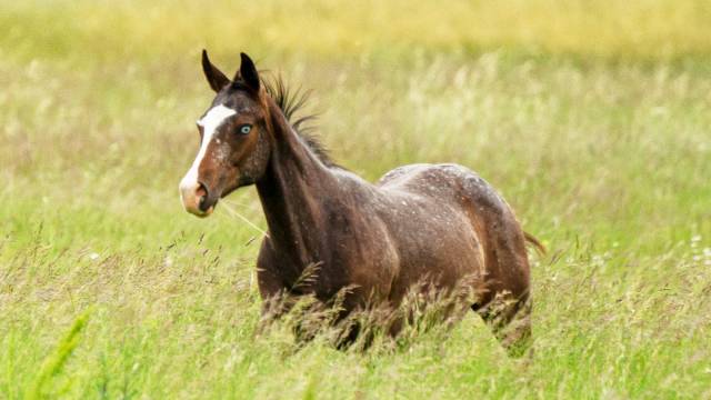 Pouliche appaloosa pp 2025