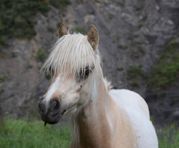 ? élégant welsh b pleins papiers entier palomino de 1