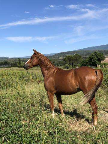 Cheval hongre dsa à 87.5%