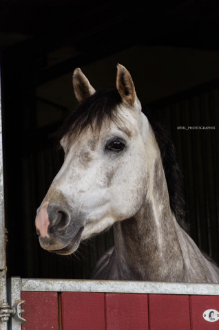 Poney pfs 