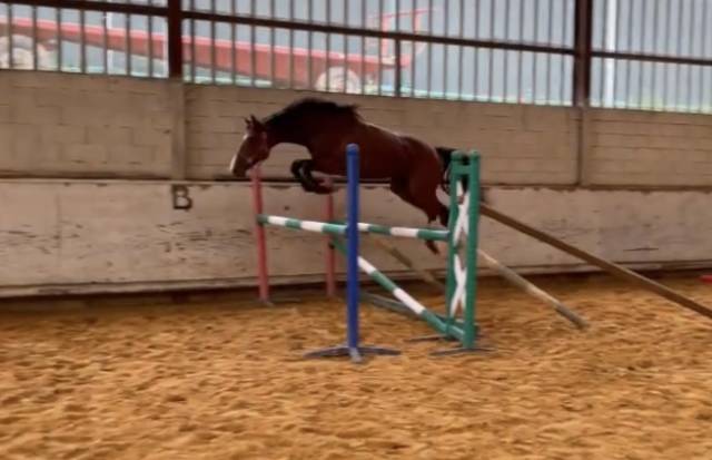 Cheval de sport / cso-cce 