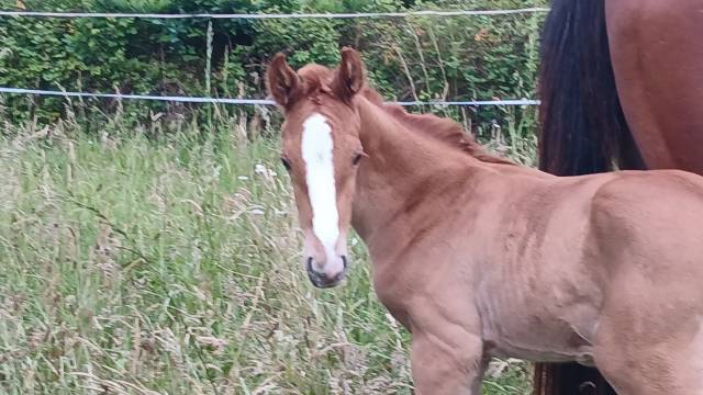 Selle français foal par regina de rouhet