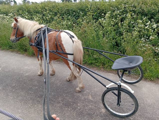 Poney type shetland 