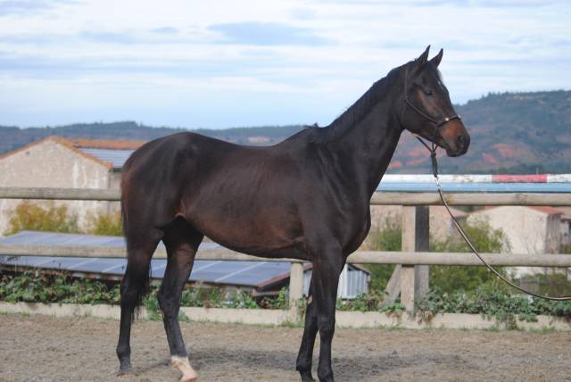 à vendre jument kwpn 
