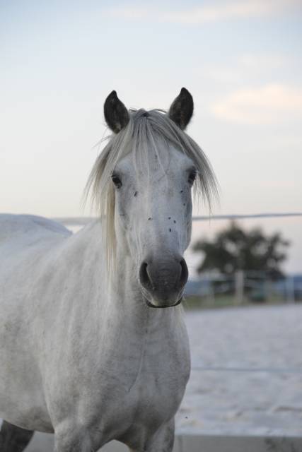 Ponette onc 9 ans