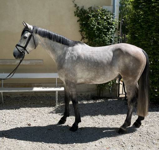 Hongre 5 ans sf
