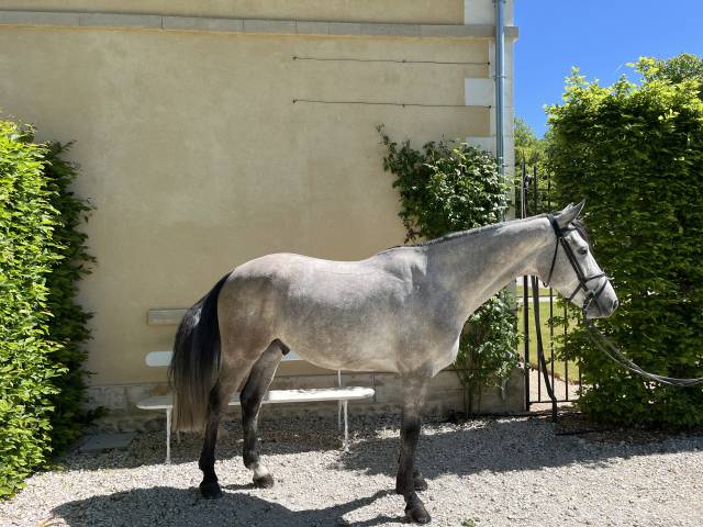 Hongre 5 ans sf