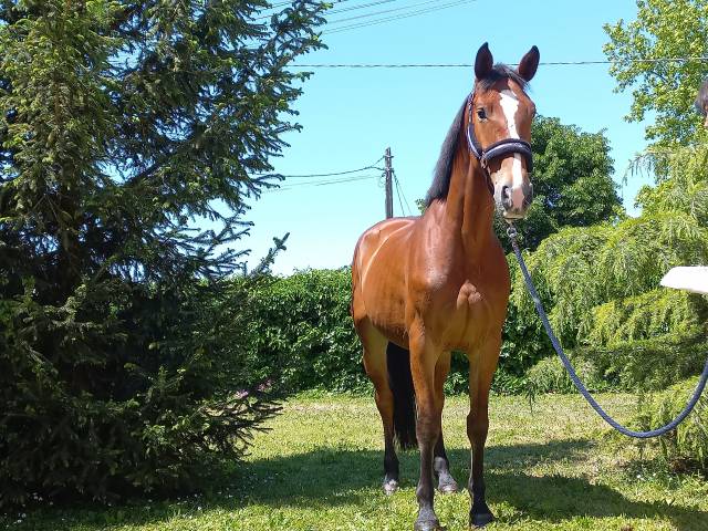 Jument kwpn cheval de sport néerlandais a vendre 2021 bai par kallmar vdl