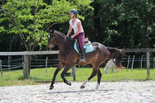 Hongre de 4ans à vendre 