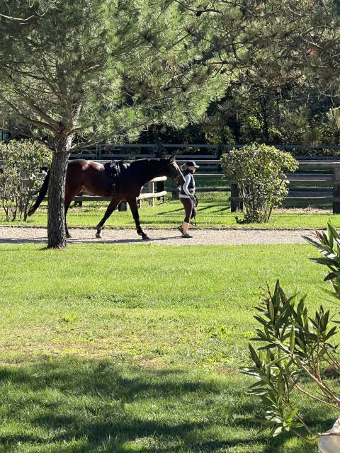 Aide écurie privée & chevaux