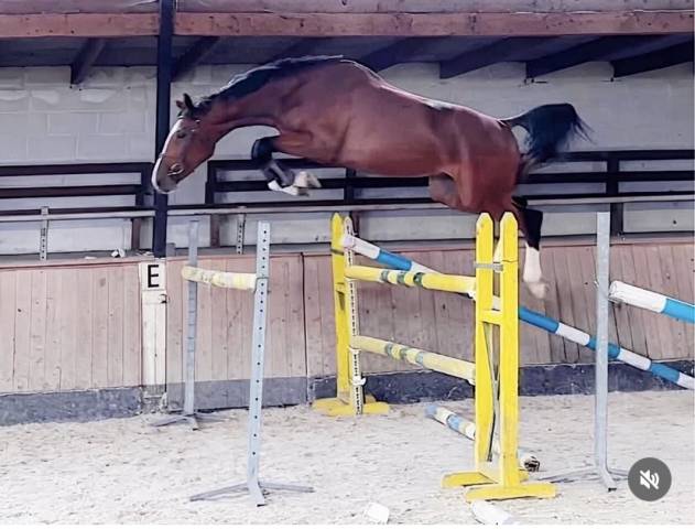 Hongre de 6 ans grandorado tn x bamboula de muze 