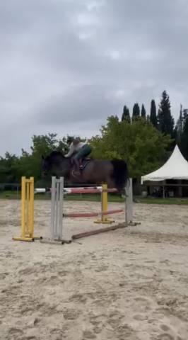 Cheval à vendre dans le gard 