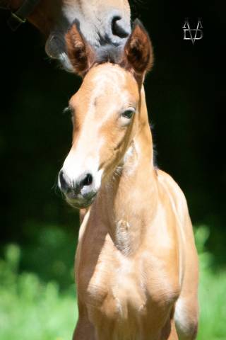 Poulain pure race espagnole bai + prl