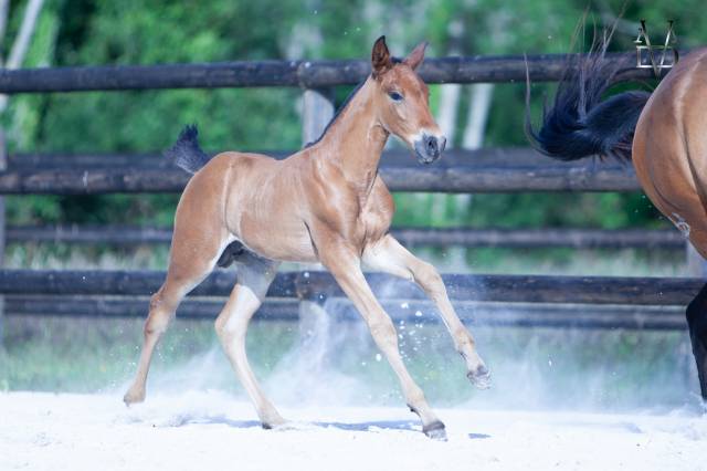Poulain pure race espagnole bai + prl
