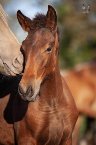 Poulain pure race espagnole bai + prl