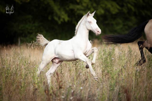 Poulain pure race espagnole perlino