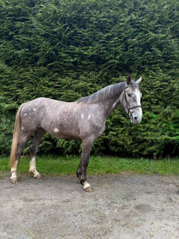 Cheval