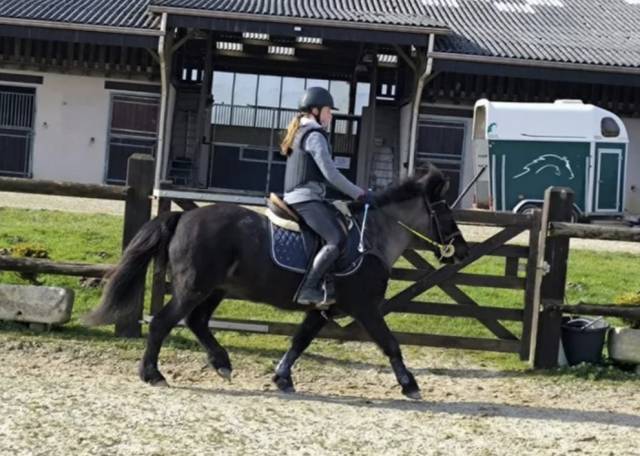 Jument cheval islandais