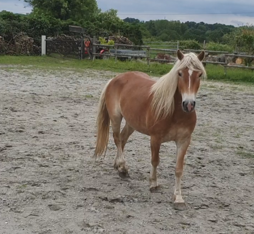Jument haflinger 5 ans non debourrée