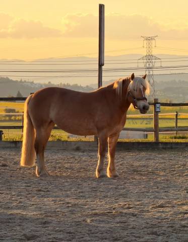 Ponette haflinger