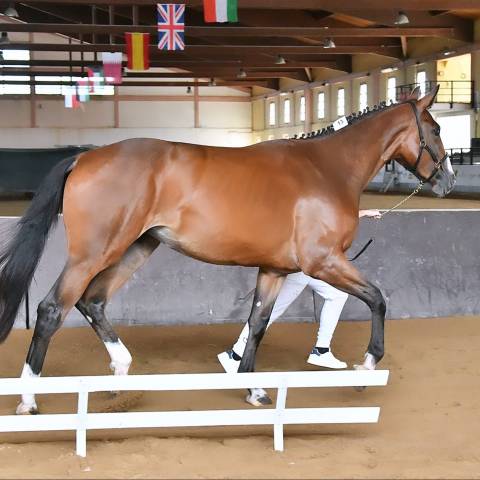 Pouliche cheval de selle italien a vendre 2023 bai par l'arc de triomphe