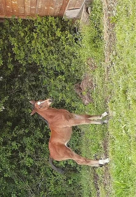Rare poulain par all star 5