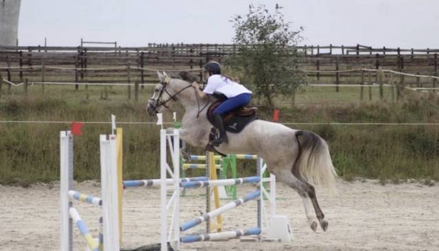 Jument selle français - 7 ans 
