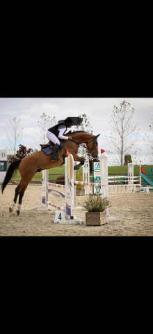 à vendre : hongre de 6 ans – top origines – cso