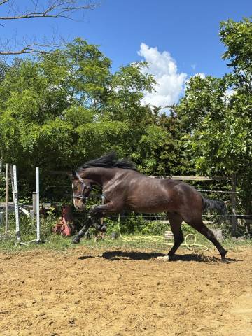 Cheval d'avenir