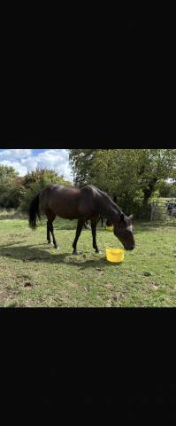 Vend ou loue trotteuse pour transfert d’embryon