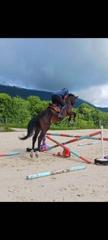 Laos du murger, selle français 5 ans