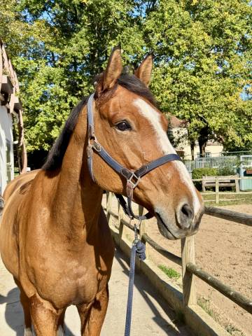 Cheval selle francais