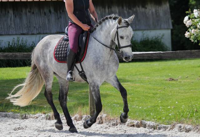 Rare ! pre taille poney 