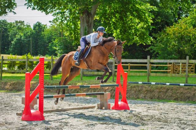 Top quality thoroughbred gelding for sport, modern type