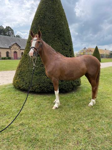 Ponette de 7 ans 
