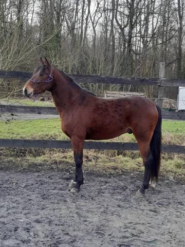 Poney hors côte 