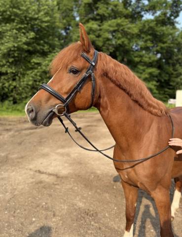 Poney 6 ans pfs 
