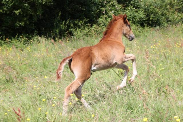 Poulain mâle lusitanien pp 