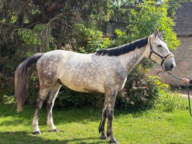 à vendre hongre anglo arabe de 6 ans gris