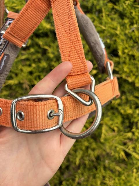 Licol taille cheval 