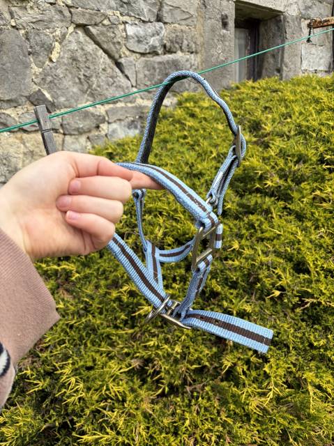 Licol taille shetland