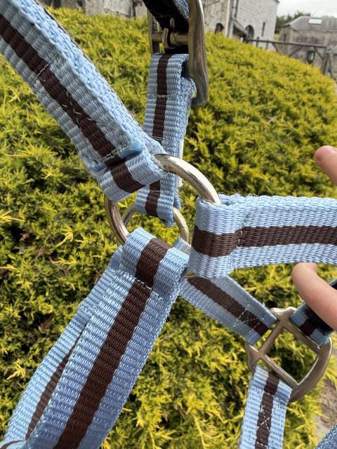 Licol taille shetland
