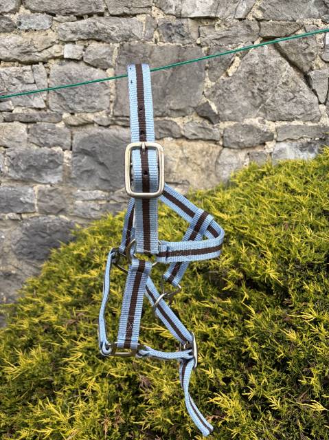 Licol taille shetland