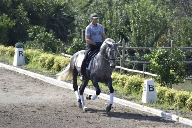 Garboso cslr – hongre pre 2021, ancce, dressage
