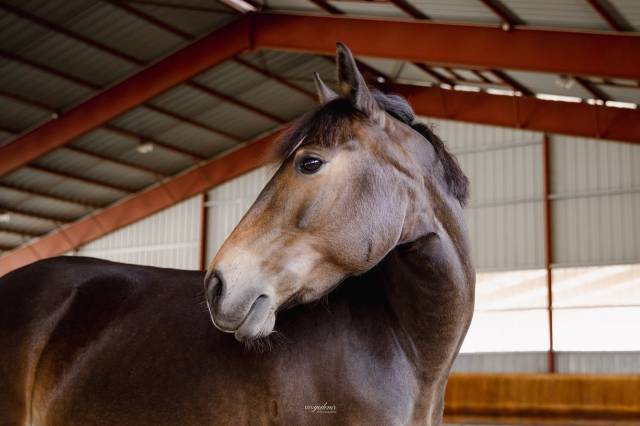 à vendre ponette pfs taille d 9 ans - directeur éleveur