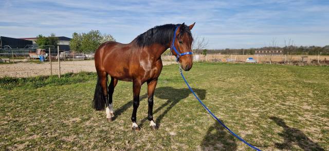 Cheval de sport allemand 