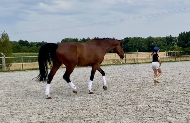 Cheval de sport allemand 