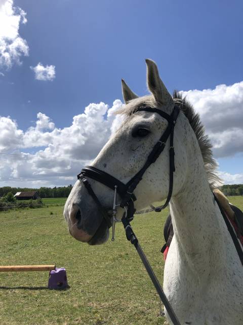 Cheval à vendre