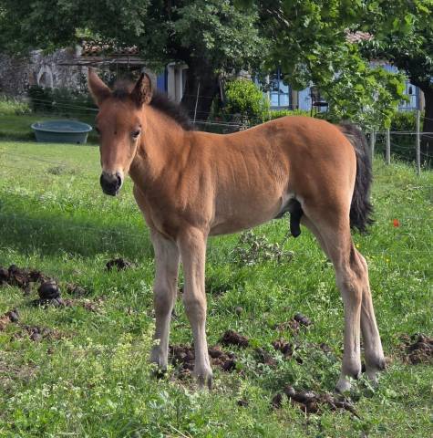 Joli foal nfc au grand potentiel sport