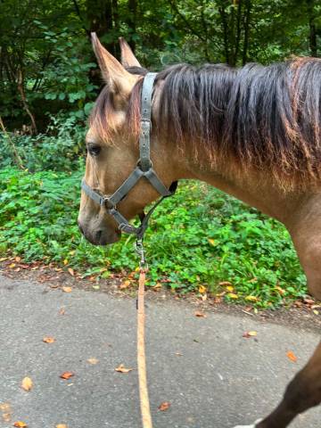 Cooper , poulain quarter horse à vendre !